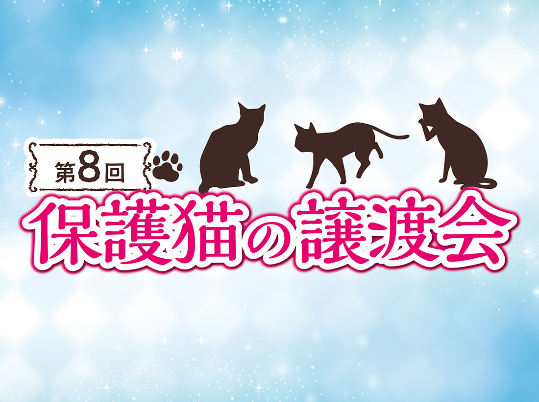 ちーきにゃんずサムネイル