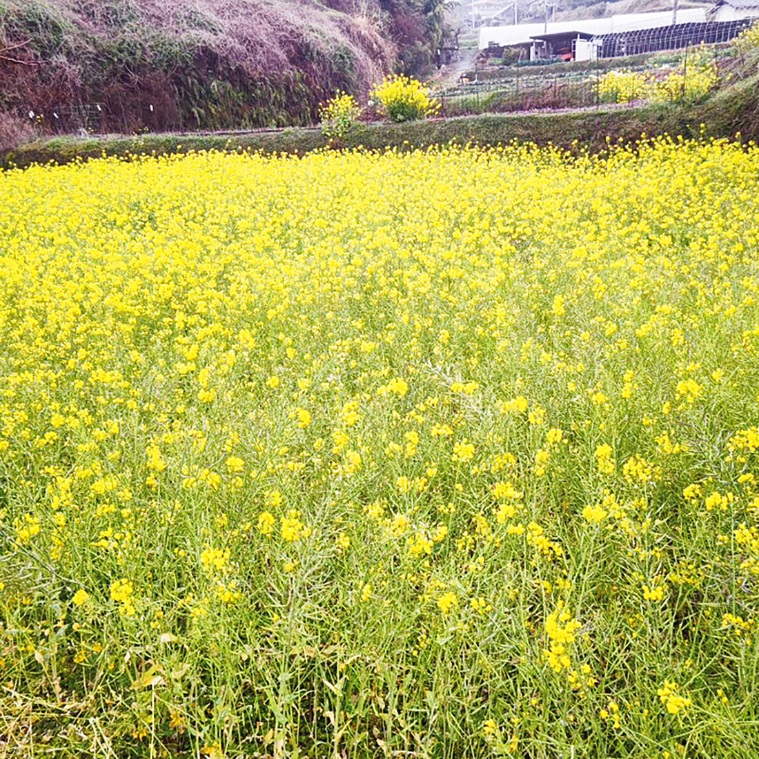 菜の花