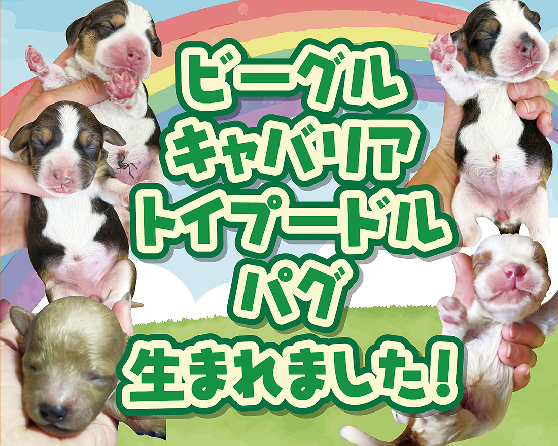 ふれ愛どうぶつ村子犬